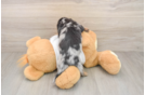 Cute Dachshund Baby