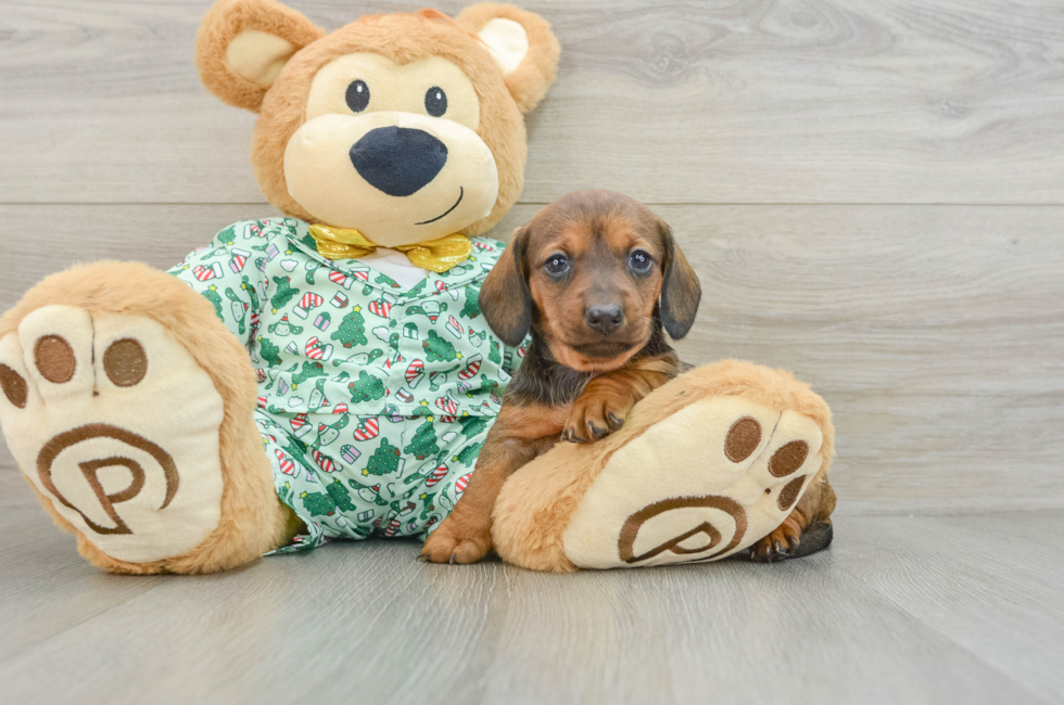 5 week old Dachshund Puppy For Sale - Simply Southern Pups