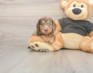 7 week old Dachshund Puppy For Sale - Simply Southern Pups