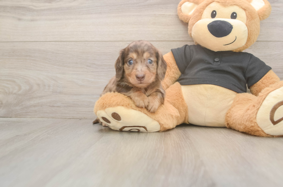 5 week old Dachshund Puppy For Sale - Simply Southern Pups