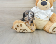 6 week old Dachshund Puppy For Sale - Simply Southern Pups