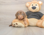 6 week old Dachshund Puppy For Sale - Simply Southern Pups