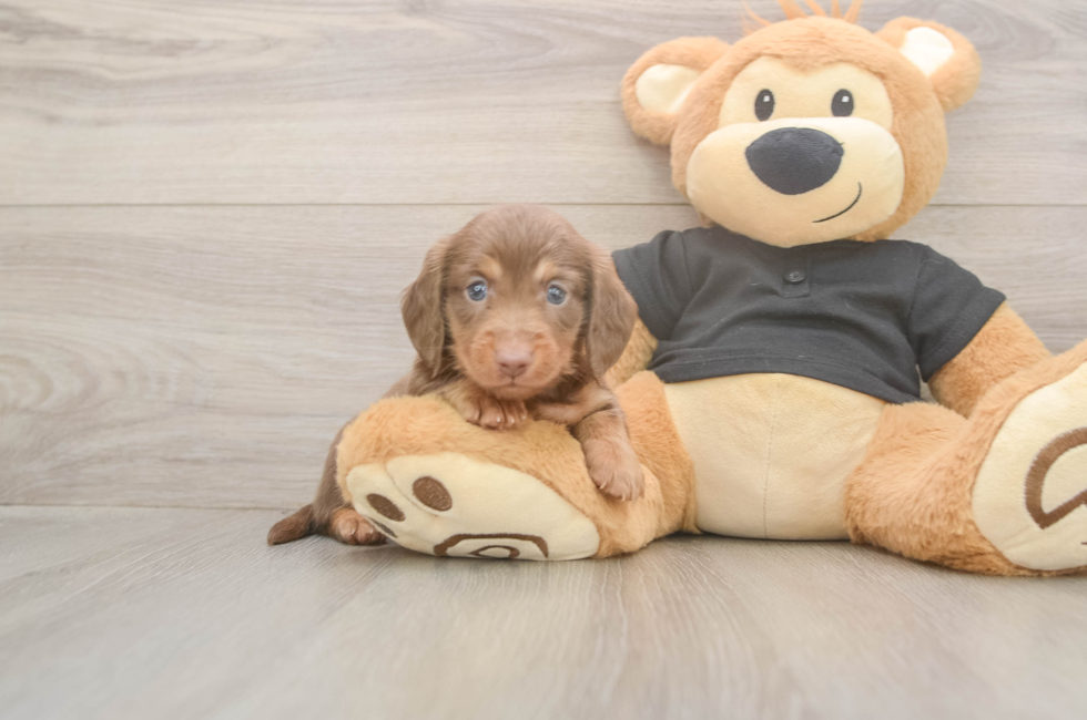 5 week old Dachshund Puppy For Sale - Simply Southern Pups