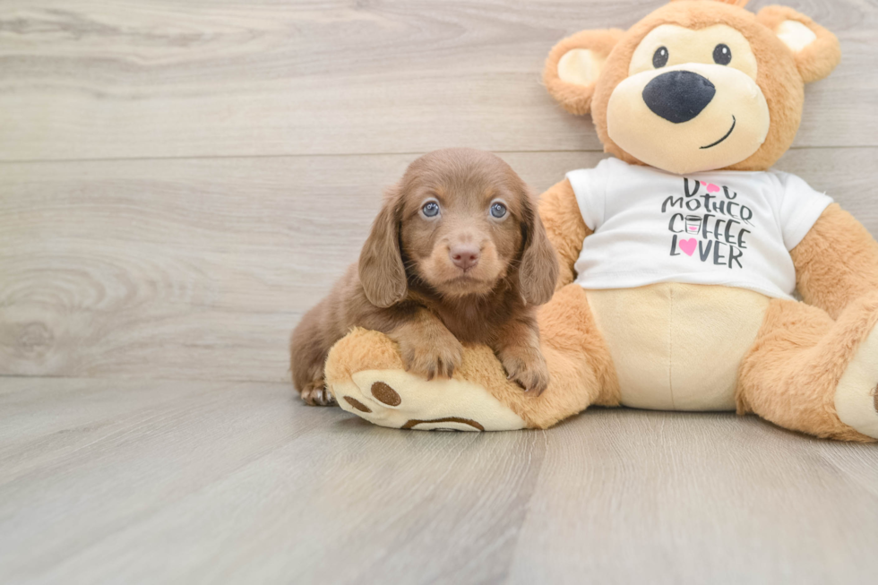 Cute Doxie Purebred Puppy