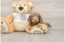 Cute Doxie Purebred Puppy