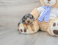 7 week old Dachshund Puppy For Sale - Simply Southern Pups