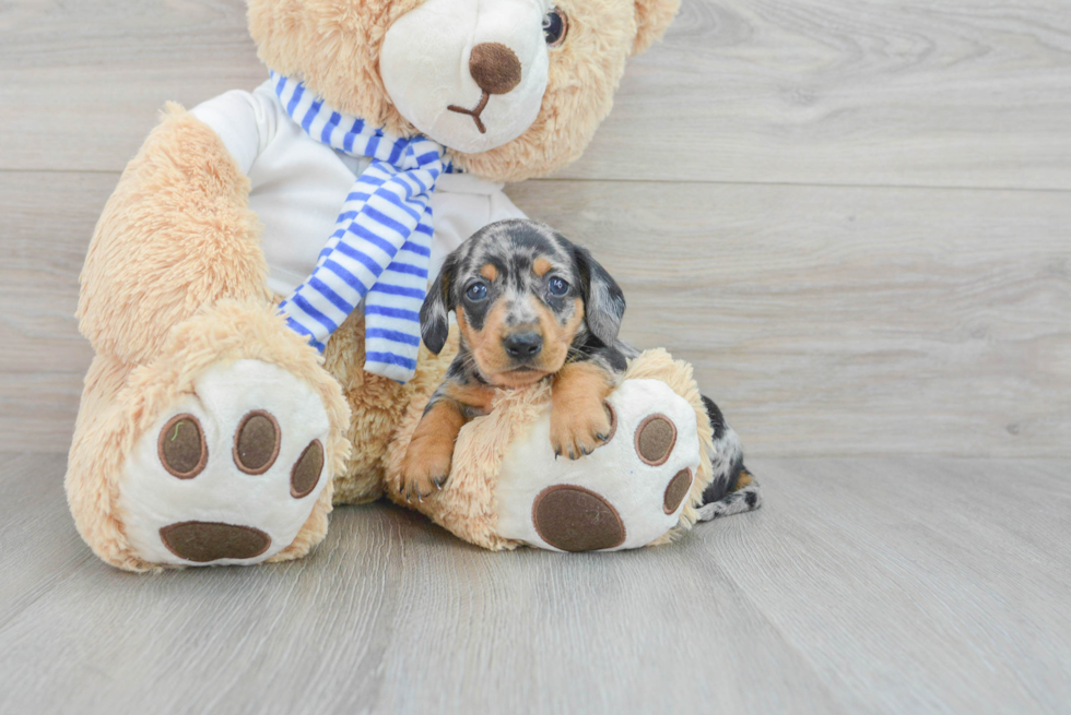 Dachshund Pup Being Cute