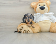 6 week old Dachshund Puppy For Sale - Simply Southern Pups