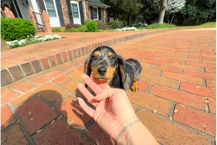 Best Dachshund Baby