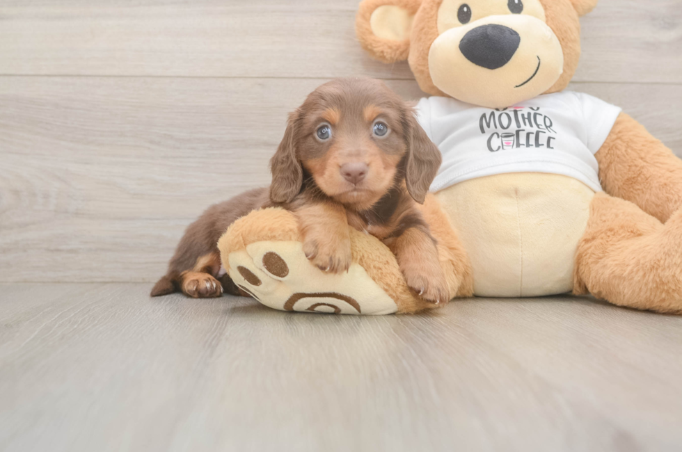 5 week old Dachshund Puppy For Sale - Simply Southern Pups