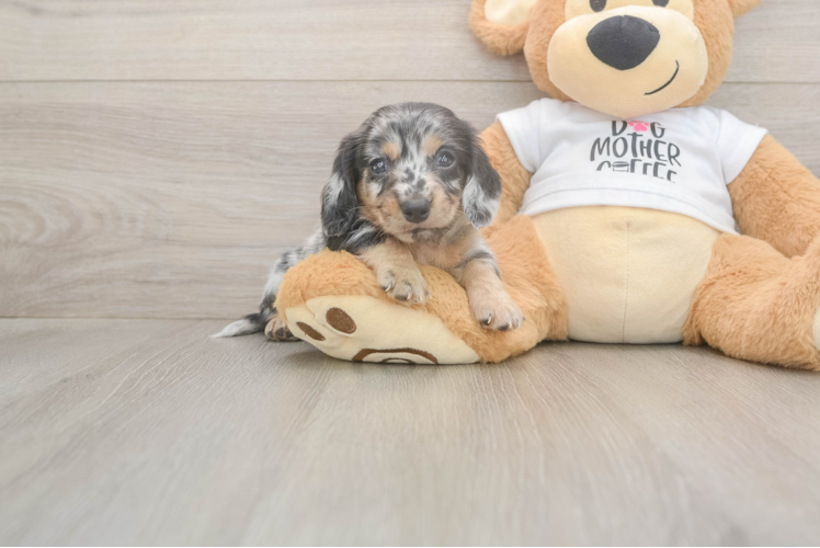 Cute Dachshund Purebred Pup
