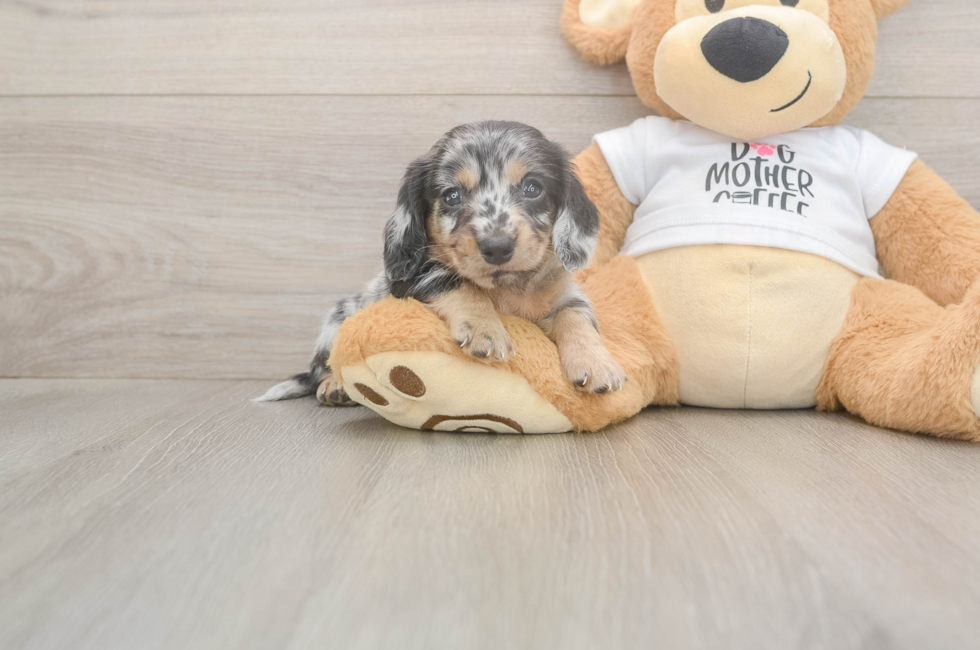 6 week old Dachshund Puppy For Sale - Simply Southern Pups