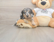 5 week old Dachshund Puppy For Sale - Simply Southern Pups 5 week old Dachshund Puppy For Sale - Simply Southern Pups