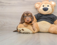 5 week old Dachshund Puppy For Sale - Simply Southern Pups