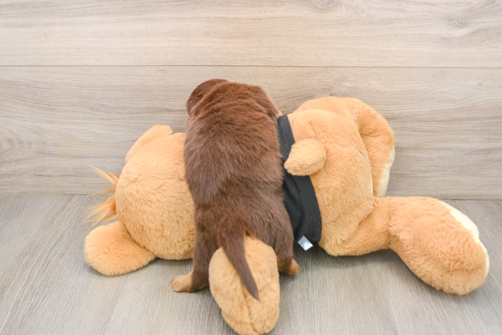 Dachshund Pup Being Cute