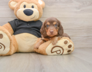 5 week old Dachshund Puppy For Sale - Simply Southern Pups