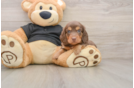 Cute Doxie Purebred Puppy