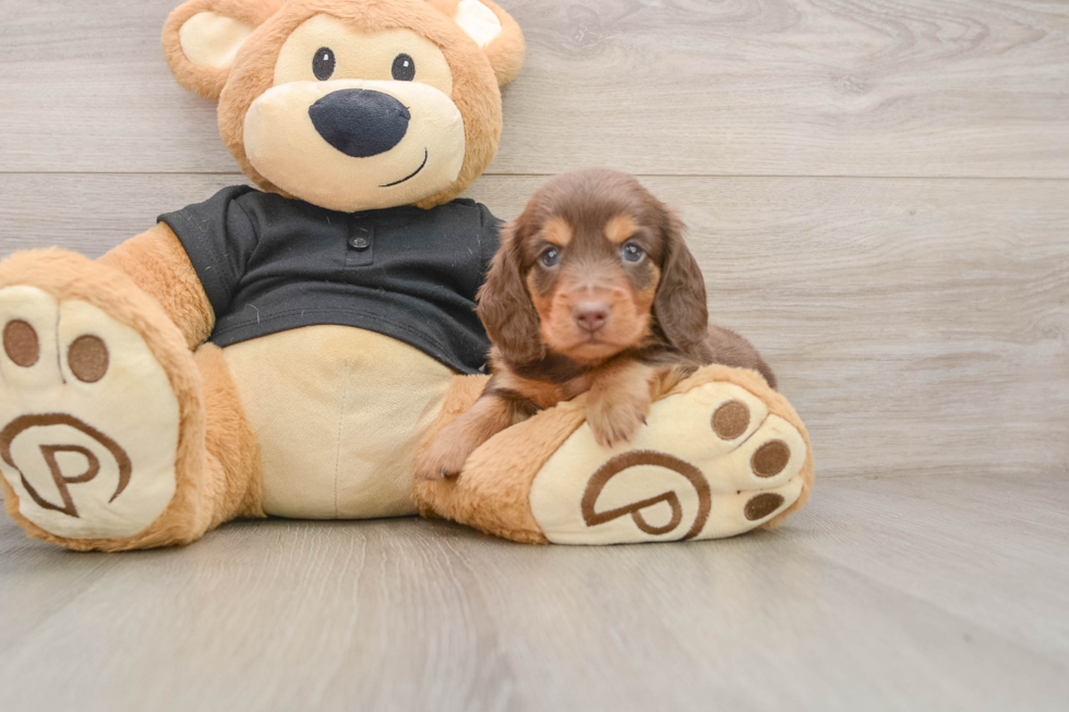 Cute Doxie Purebred Puppy