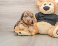 5 week old Dachshund Puppy For Sale - Simply Southern Pups