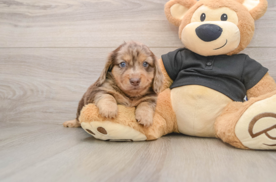 Cute Doxie Purebred Puppy
