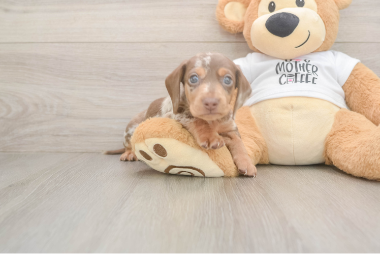 Dachshund Puppy for Adoption
