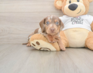 7 week old Dachshund Puppy For Sale - Simply Southern Pups