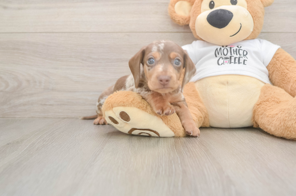 5 week old Dachshund Puppy For Sale - Simply Southern Pups