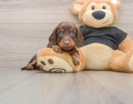5 week old Dachshund Puppy For Sale - Simply Southern Pups