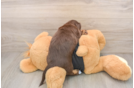 Cute Dachshund Baby