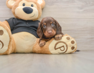 5 week old Dachshund Puppy For Sale - Simply Southern Pups