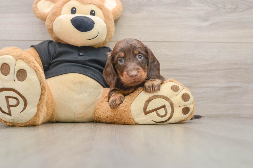 Dachshund Pup Being Cute