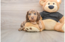 Cute Dachshund Purebred Pup