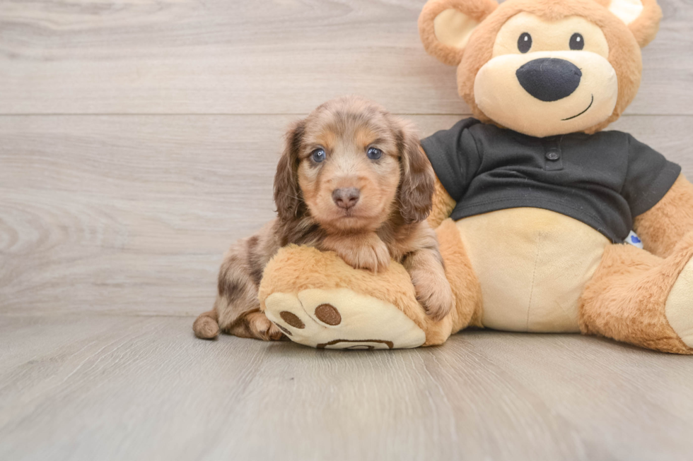 Cute Dachshund Purebred Pup