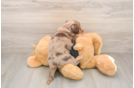 Best Dachshund Baby