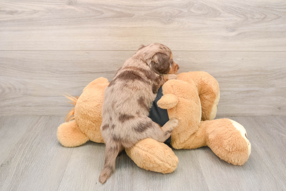 Best Dachshund Baby