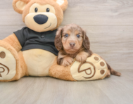 5 week old Dachshund Puppy For Sale - Simply Southern Pups