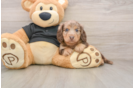 Cute Dachshund Baby