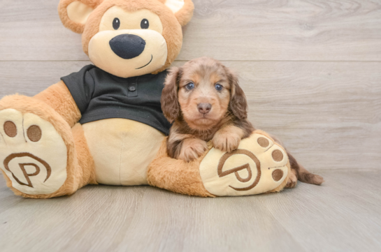 Cute Dachshund Baby