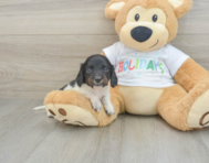 6 week old Dachshund Puppy For Sale - Simply Southern Pups