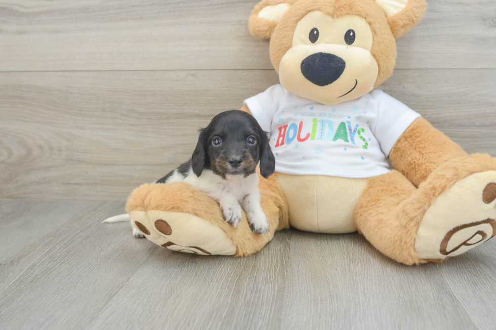 Dachshund Pup Being Cute