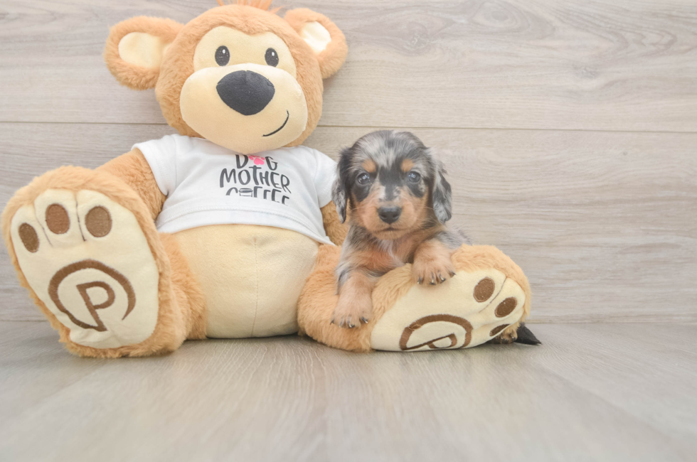 6 week old Dachshund Puppy For Sale - Simply Southern Pups