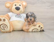 5 week old Dachshund Puppy For Sale - Simply Southern Pups 5 week old Dachshund Puppy For Sale - Simply Southern Pups