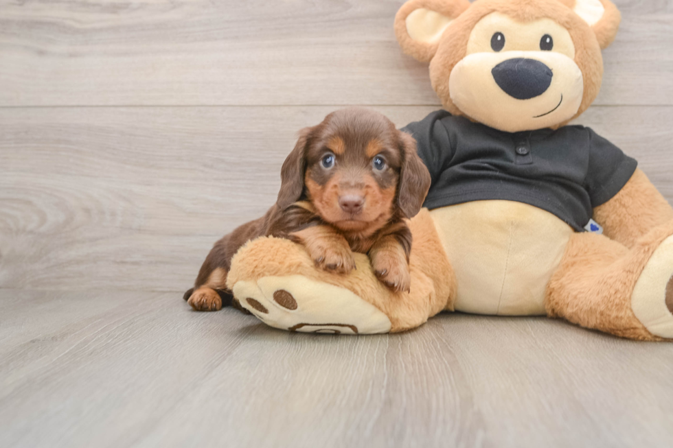 Cute Dachshund Purebred Pup