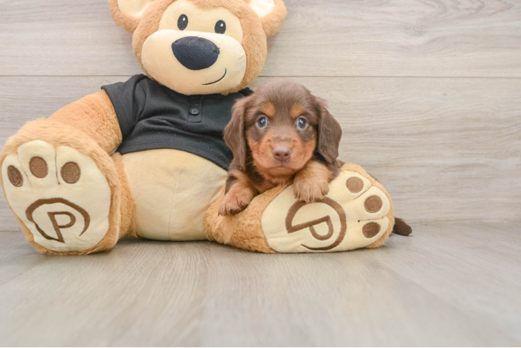 Dachshund Puppy for Adoption