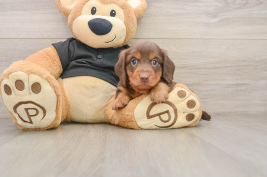 Dachshund Puppy for Adoption