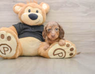 5 week old Dachshund Puppy For Sale - Simply Southern Pups