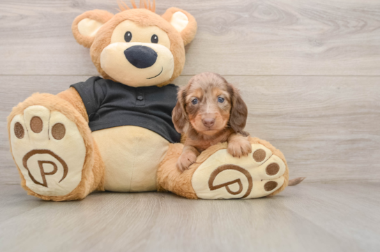 Dachshund Puppy for Adoption