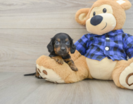 7 week old Dachshund Puppy For Sale - Simply Southern Pups