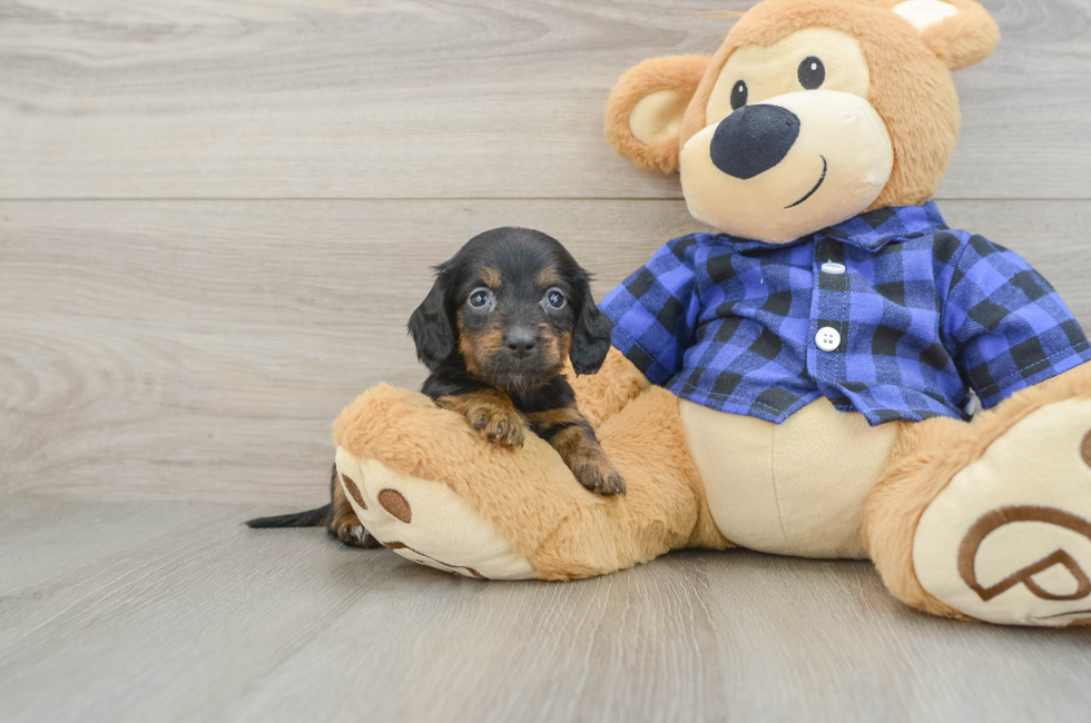 7 week old Dachshund Puppy For Sale - Simply Southern Pups
