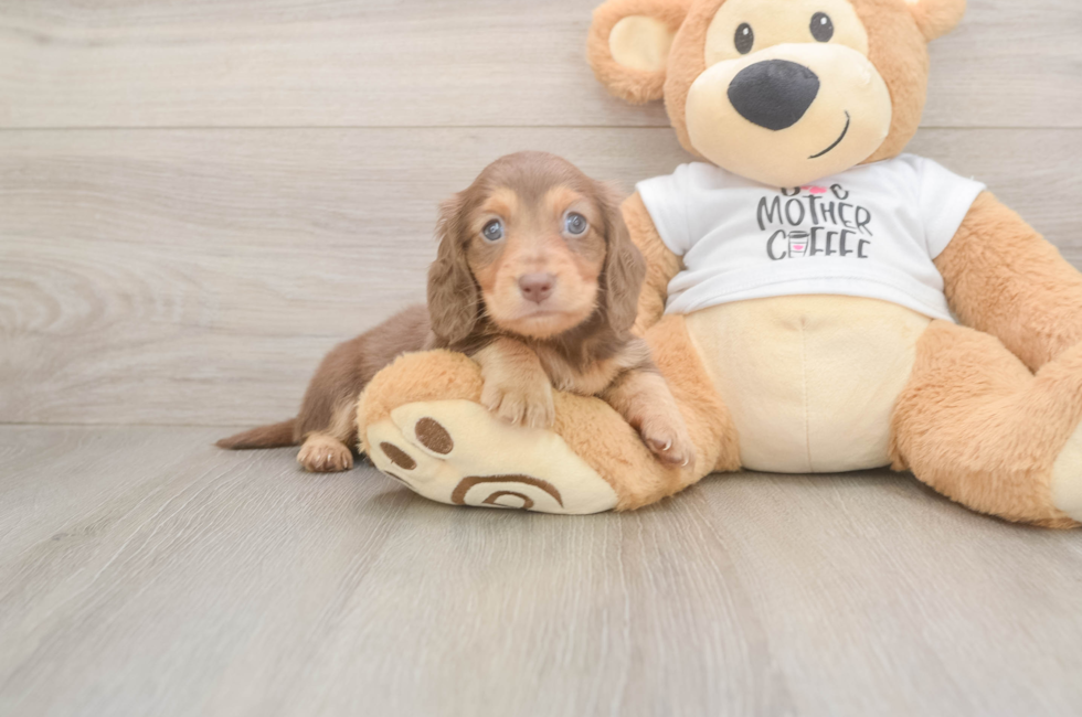 5 week old Dachshund Puppy For Sale - Simply Southern Pups